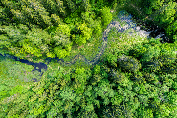 Forest with river from above, our mission statement on active environmental protection
